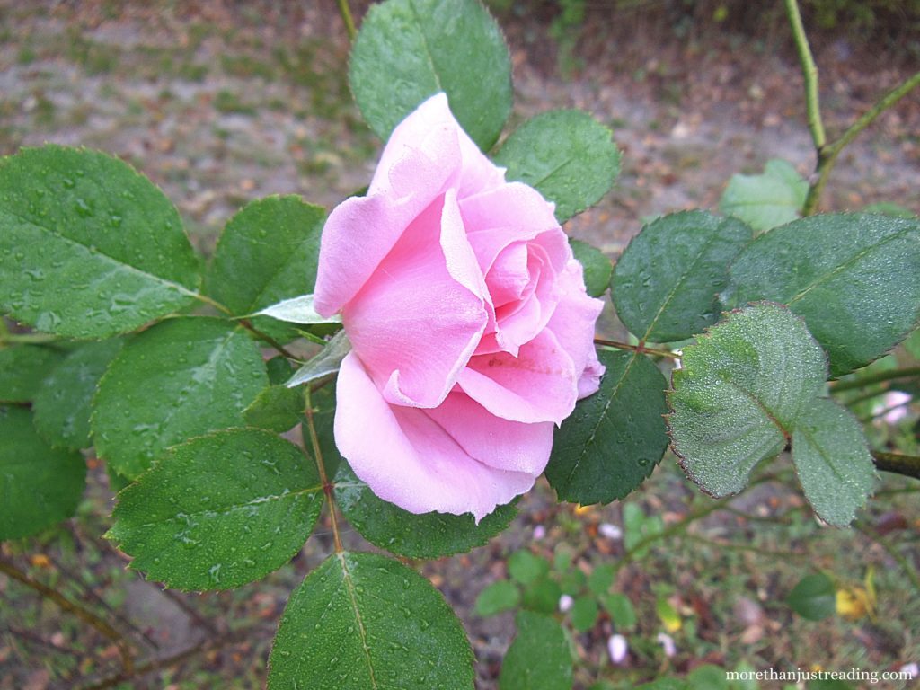 A pink rose