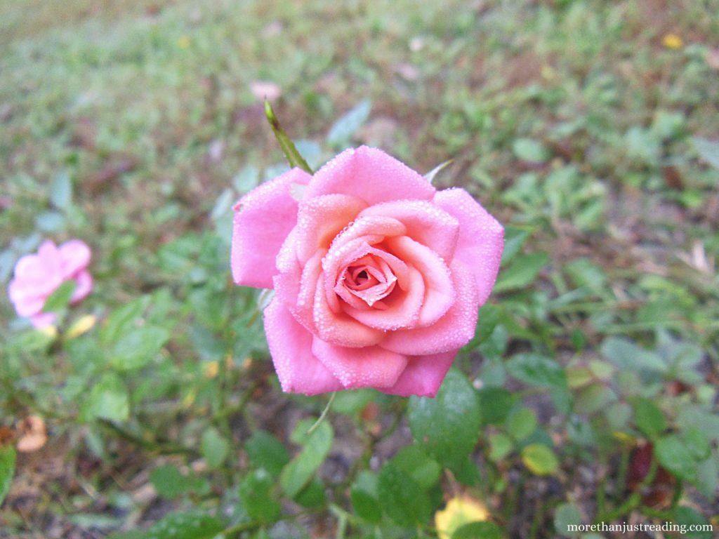A pink rose