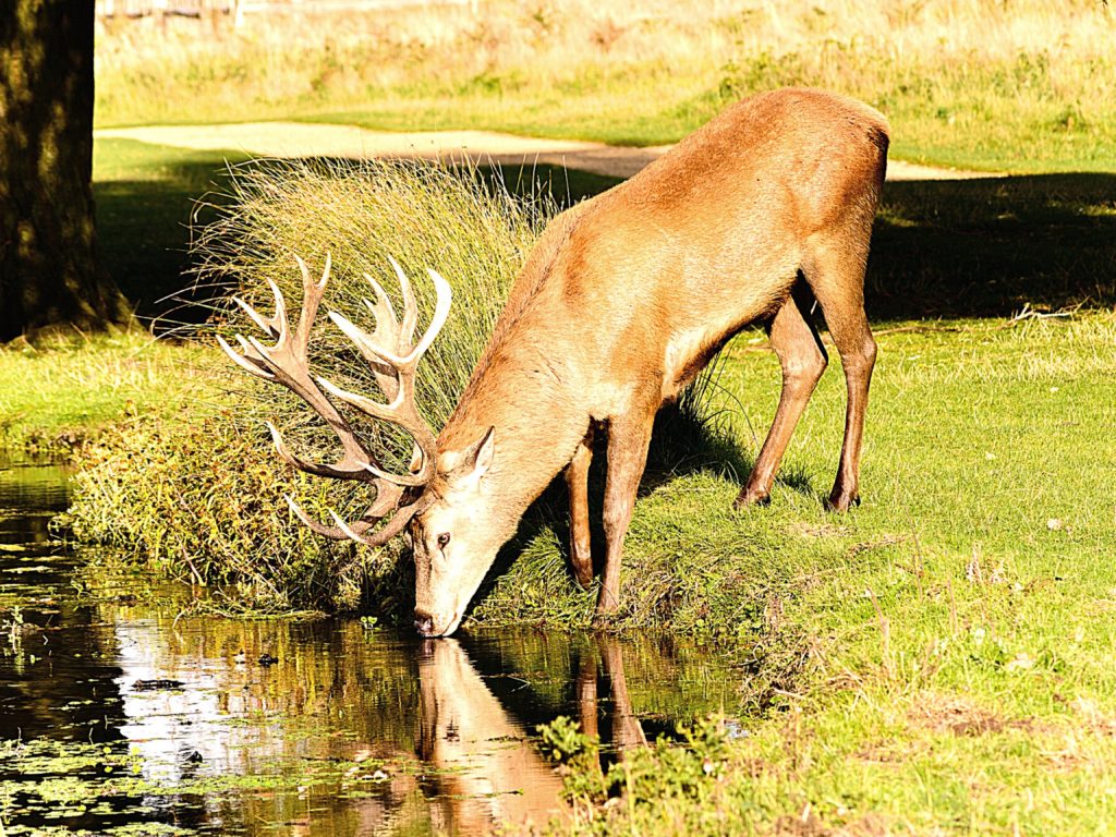 A deer is drinking from a stream of water